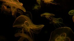 Jellyfish color light Stock Footage