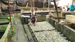 CLEAN : Solo swim: the fighting fish raised alone in Vietnam News Clip