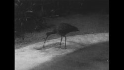 United States, 1950s: Black stilt bird at Philadelphia zoo Stock Footage