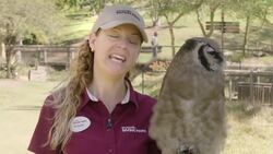 The Many Amazing Birds of the San Diego Zoo's Raptor Flight Safari Instructional Video