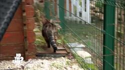 Speed and Balance: Exploring Human and Animal Capabilities Instructional Video