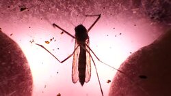 Insect Analysis In A Lab Close Up Stock Footage