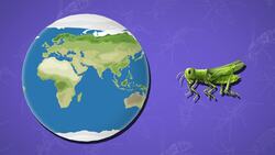 I WONDER - How Many Insects Are In The World? Instructional Video