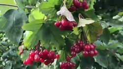 A bush of red viburnum. Mature berries wobble in the wind. Stock Footage