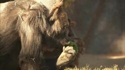 Meet One of the Oldest Known Gorillas in the World Today Instructional Video