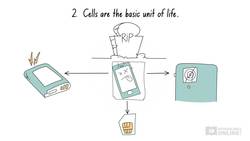 Biology Cells as the Basis of Life: Cell Structure - Introduction to Cells Instructional Video