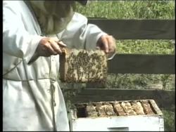 Plant Reproduction: Pollination and Fertilization Instructional Video