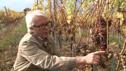 VOICED : Hungarys famous vineyards are enjoying a News Clip