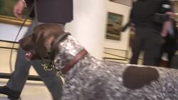German Shorthaired pointer dog gains popularity Instructional Video