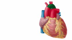 Ventrale Ansicht des Herzens Instructional Video