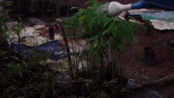 How planting trees can help save a species of tiny monkeys Instructional Video