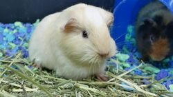 Motion of funny guinea pigs eating weed inside cage at petsmart store Stock Footage