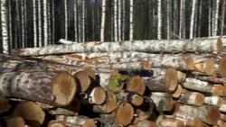 CLEAN : Finland's foresters decry 'unfair' EU climate plans News Clip