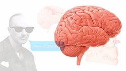 Lateral views of the brain Instructional Video