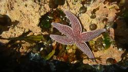 Acadia National Park - Sea Star in a Tidepool Instructional Video