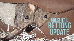 Bettong Update Instructional Video