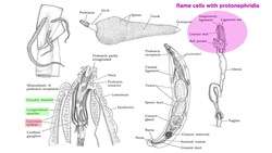 Phylum Rotifera Part 3: Subclade Acanthocephala (Parasitic Spiny-Headed Worms) Instructional Video