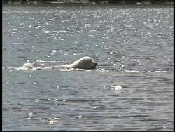 Understanding Watersheds: Ponds, Lakes, and Water Flow Instructional Video