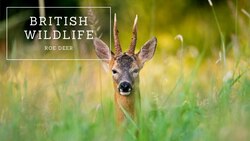 British Wildlife: Roe Deer Instructional Video
