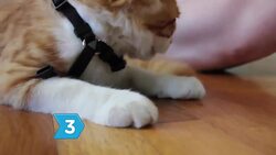 How to Teach a Cat to Walk on a Leash Instructional Video