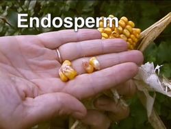 Plant Growth, Development, and Response: Seed Structure Instructional Video