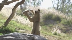 A Pair of Lion Cubs are Ready to Explore a Big New Exhibit Instructional Video