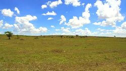 maasai mara national reserve savanna at africa Stock Footage