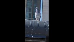 Is birth control the solution to Toronto’s pigeon problem? News Clip