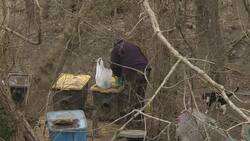 Scores of vultures gather near MD shopping center Instructional Video