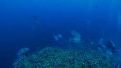 School of Bigeye Trevally fish at Darwin Island, Galapagos Stock Footage