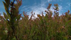 Maritime crops ruined by drastic temperature drop News Clip