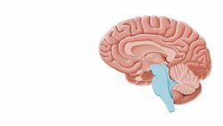 Introduction to the brain Instructional Video