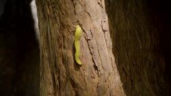 These Banana Slugs Can Actually Help Forests Grow! Instructional Video