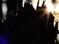 El sol y las estrellas: video de evaluación Instructional Video