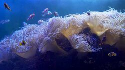 ClownFishes or Anemonefishes Stock Footage