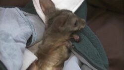 Just How Small Can a Baby Parma Wallaby Get? This One is the Size of a Kidney Bean Instructional Video