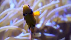ClownFishes or Anemonefishes Stock Footage