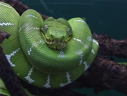 ¿Qué es un reptil?: diferentes tipos de reptiles Instructional Video