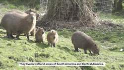 The Fascinating World of Capybaras: Largest Rodents in the Amazon Basin Instructional Video