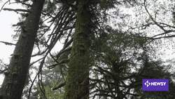 Washington Changes Logging Plans To Generate Carbon Offset News Clip