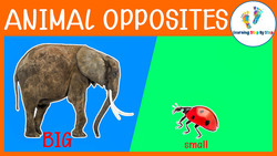 Learn Opposites with Animals For Kids Instructional Video