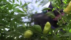 CLEAN : Egypt's smallest farms play big role but struggle to survive News Clip