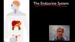 The Endocrine System Instructional Video