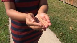 Windsor woman has warning after a brazen daytime robbery News Clip