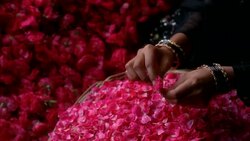 PAN RIGHT TO LEFT OF WOMEN'S HANDS PUTTING FLOWER PETALS INTO BASKET AND STRINGING FLOWER BLOSSOMS TOGETHER WITH NEEDLE AND THREAD. COULD BE DECORATIONS FOR WEDDING, CELEBRATION, PARTY OR FESTIVAL. Stock Footage