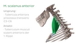 Musculi scaleni Instructional Video