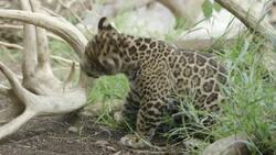 Tiny, Adventurous Jaguar Cub is Too Cute For Words Instructional Video
