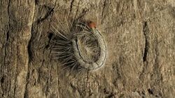 Caterpillar Moving Slowly Stock Footage