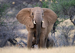 Endangered Instructional Video