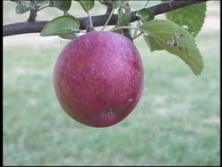 Force and Newton's Laws: Gravity Instructional Video